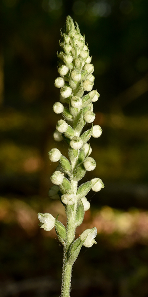 Goodyera pubescens