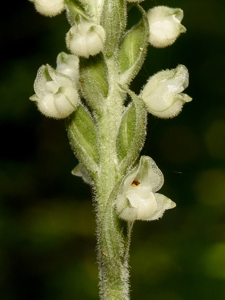 Goodyera pubescens