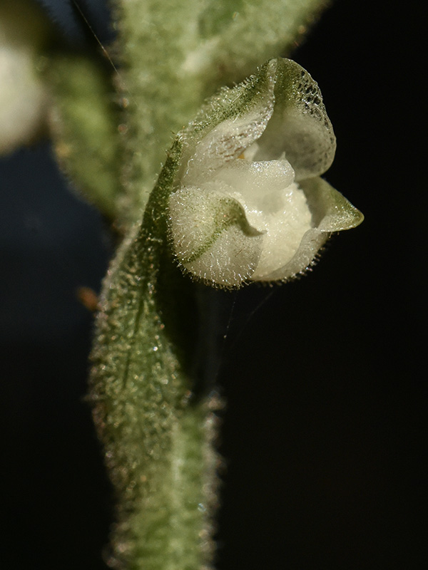 Downy Rattlesnake-plantain