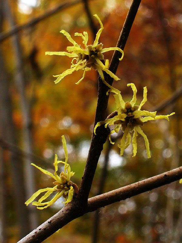 American Witch-hazel