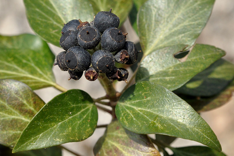 Hedera helix