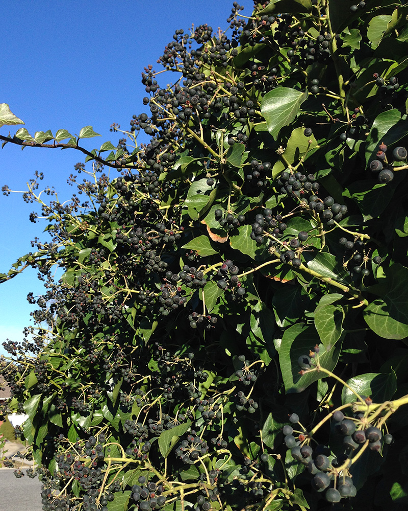 Hedera helix