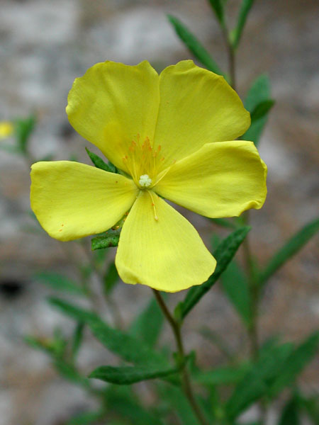 Crocanthemum canadense