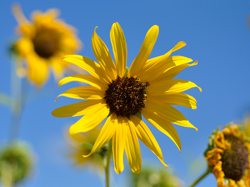 Domesticated Sunflower