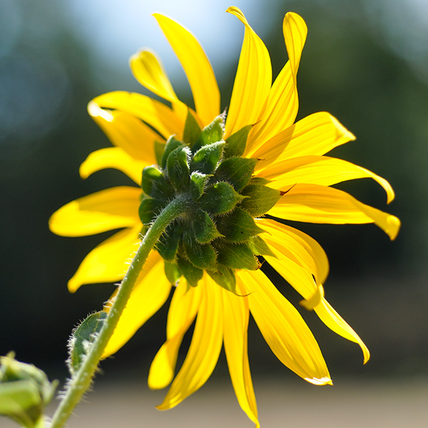 Helianthus annuus