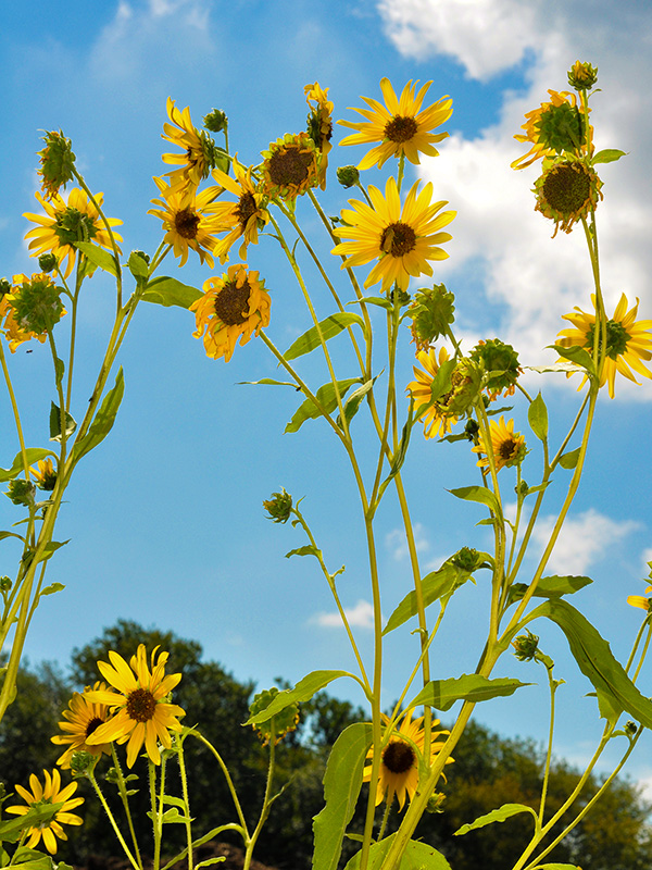 Helianthus annuus