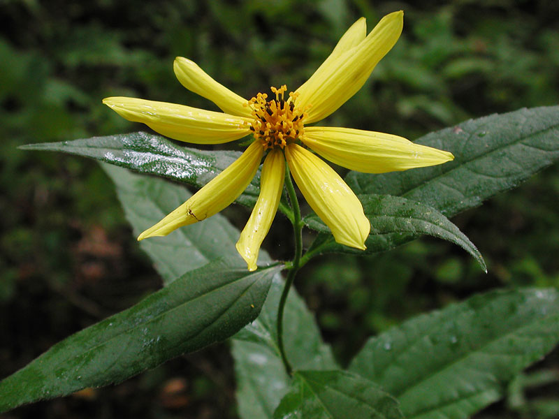 Helianthus divaricatus