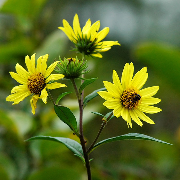 Helianthus giganteus