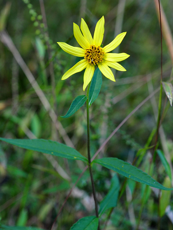 Tall Sunflower