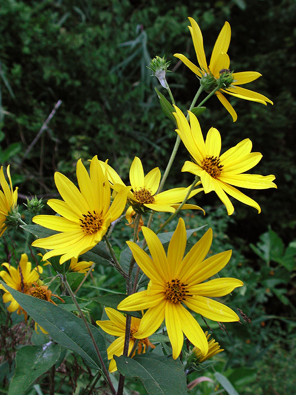 Helianthus tuberosus