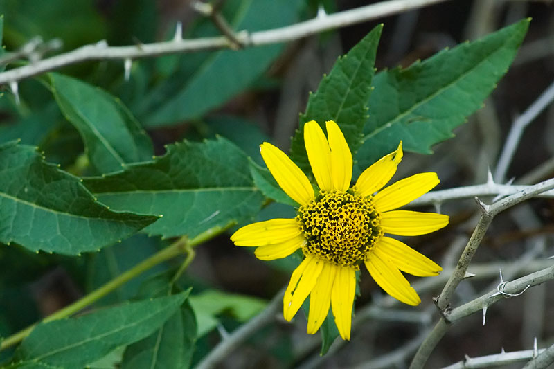 Heliopsis helianthoides var. helianthoides