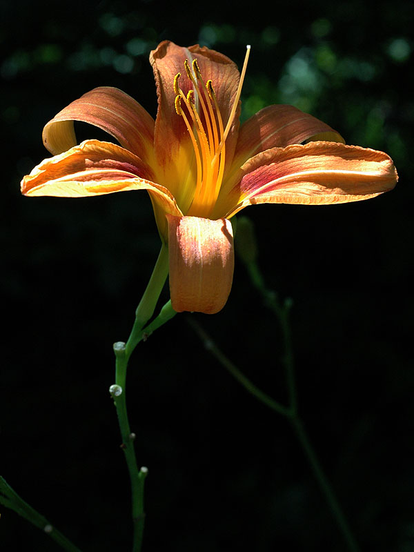 Orange Daylily