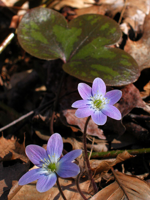 Anemone americana