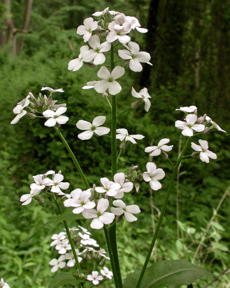 Hesperis matronalis