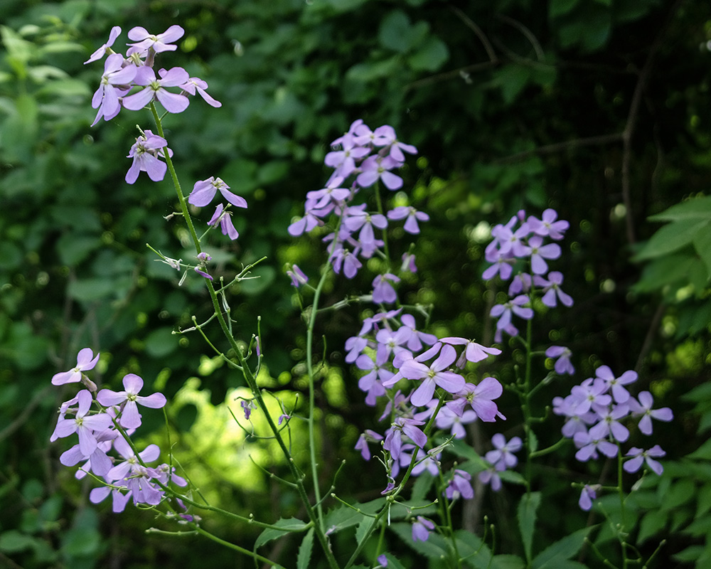 <i>Hesperis matronalis</i>