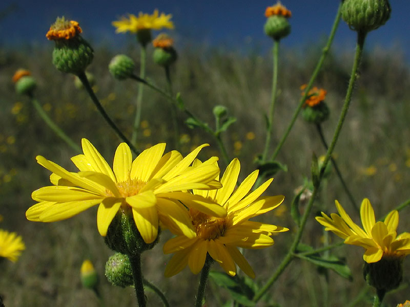 Camphorweed Goldenaster