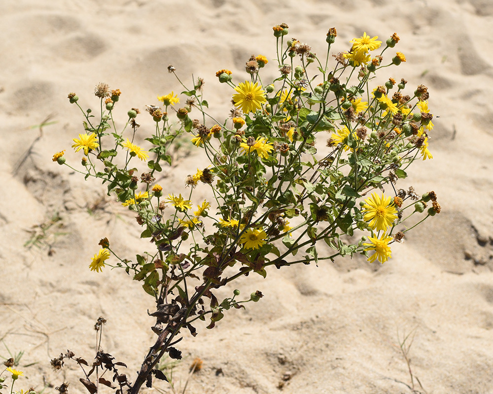 Camphorweed Goldenaster