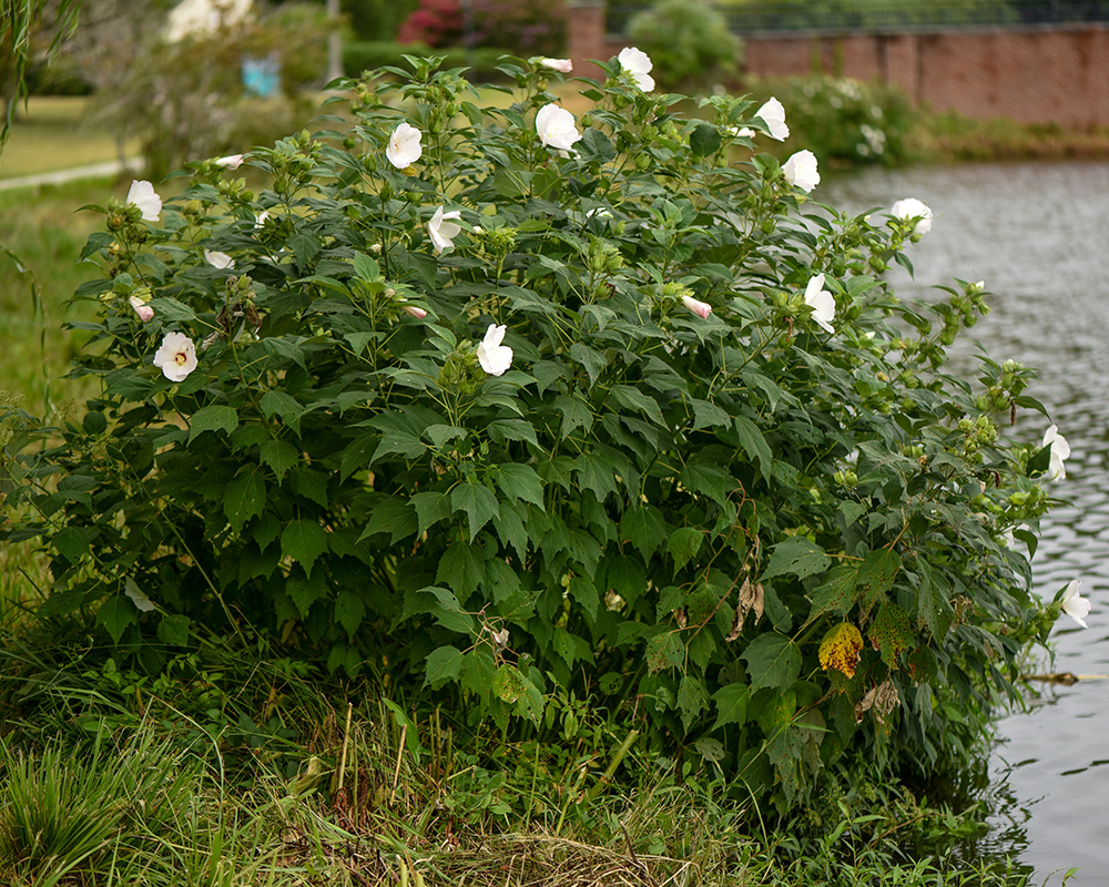 Hibiscus moscheutos