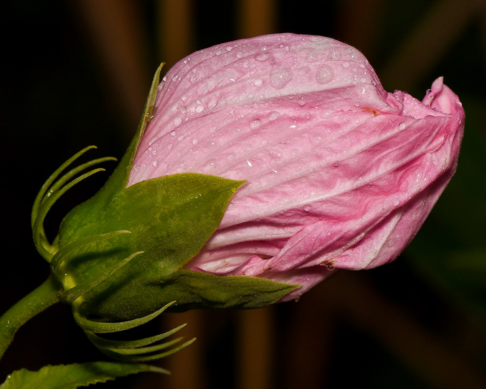 Hibiscus moscheutos
