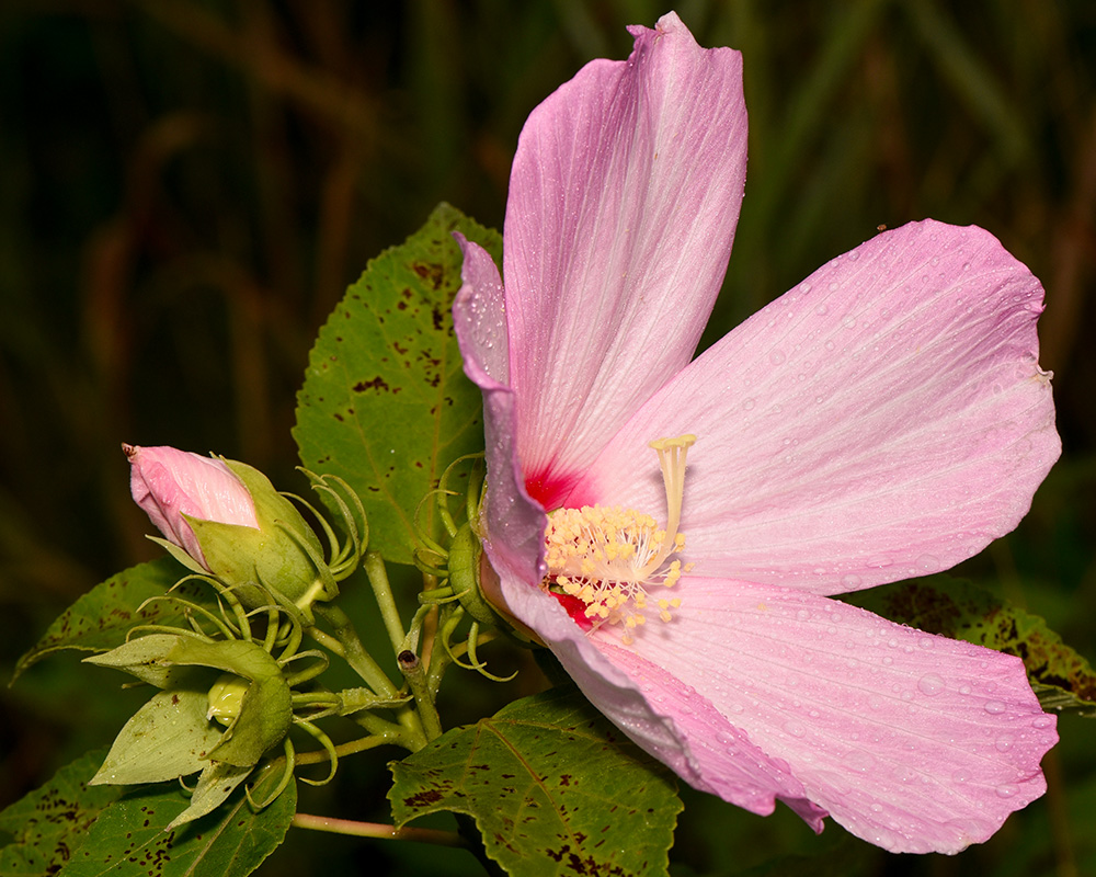 Hibiscus moscheutos