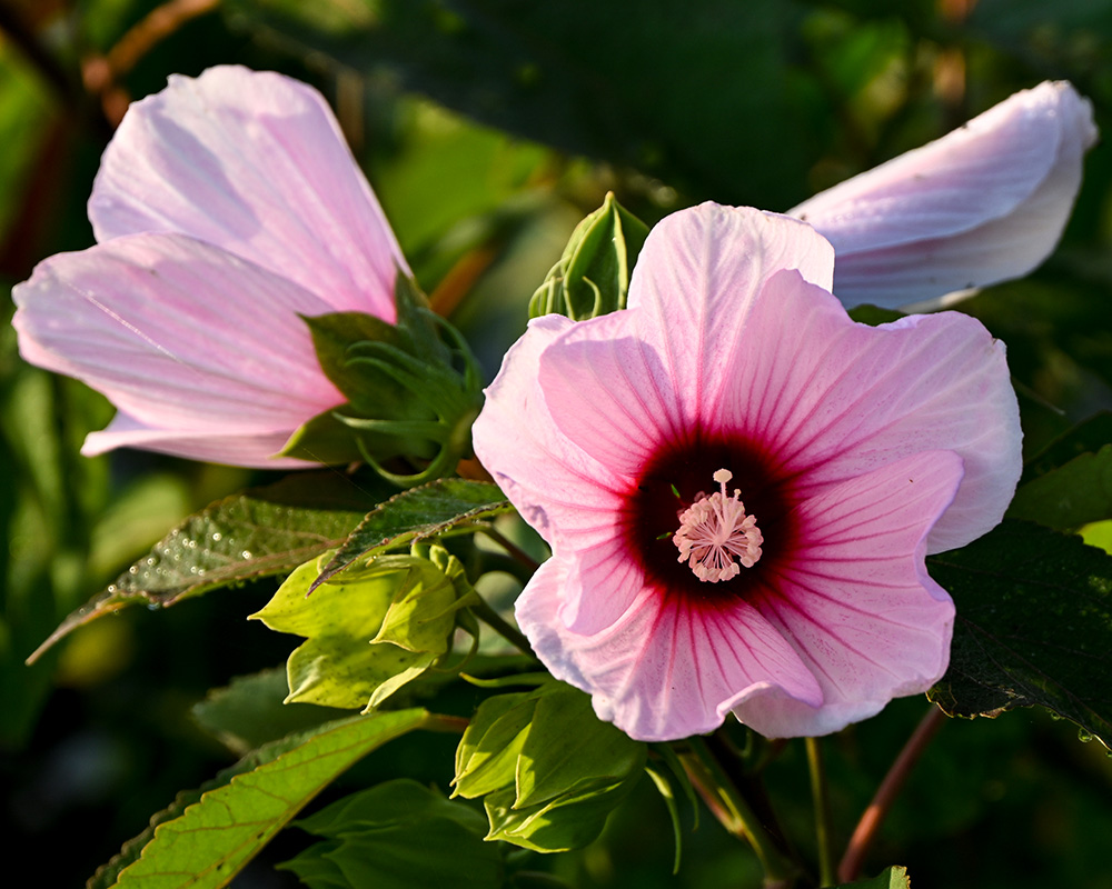 Hibiscus moscheutos