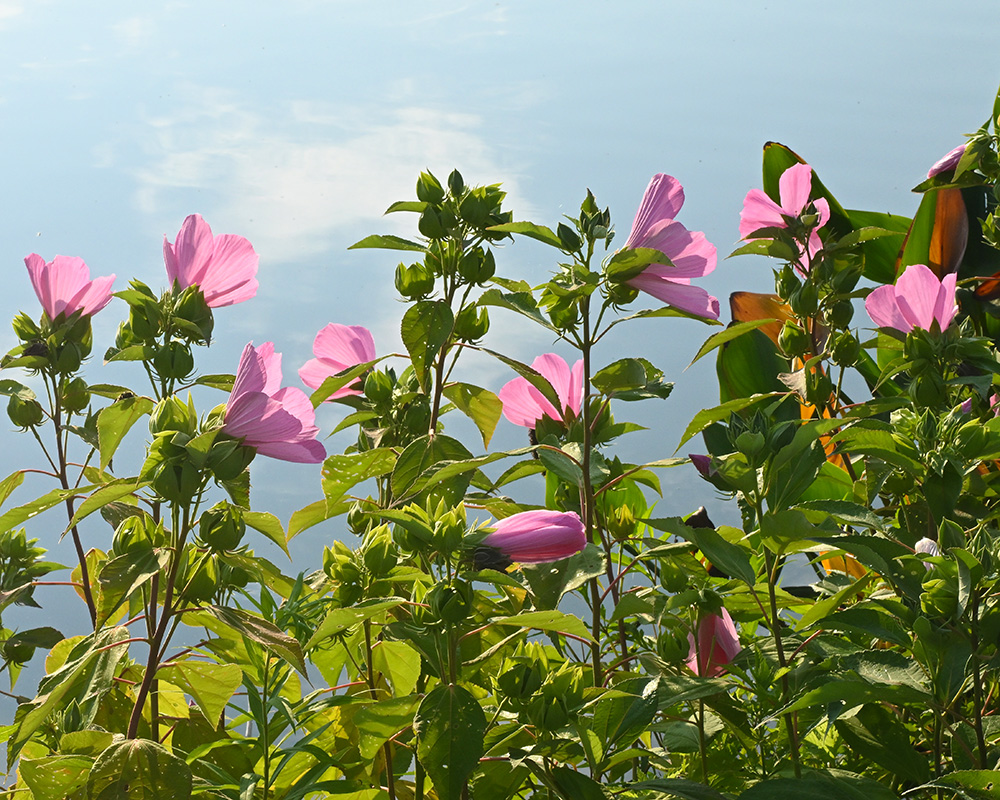 Hibiscus moscheutos
