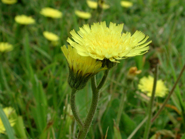 Hieracium flagellare