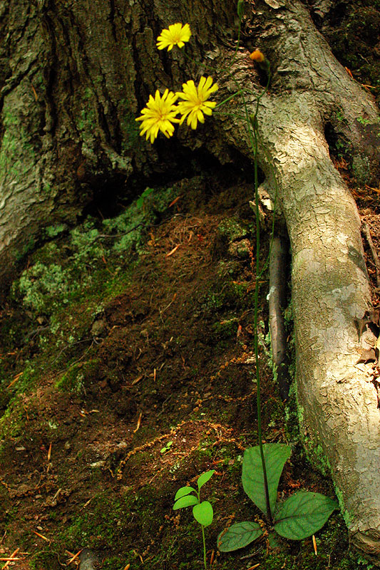 Rattlesnake Hawkweed