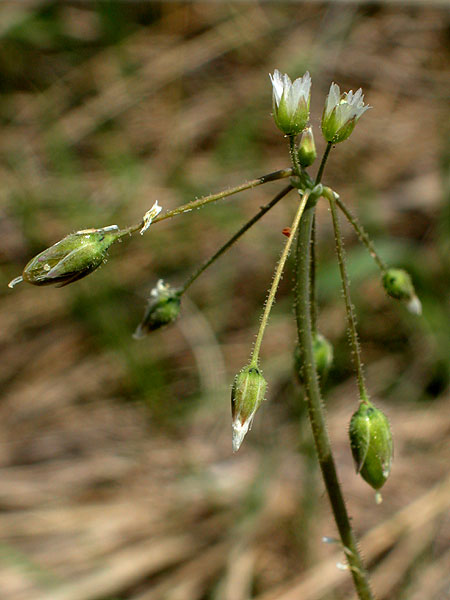 Jagged Chickweed