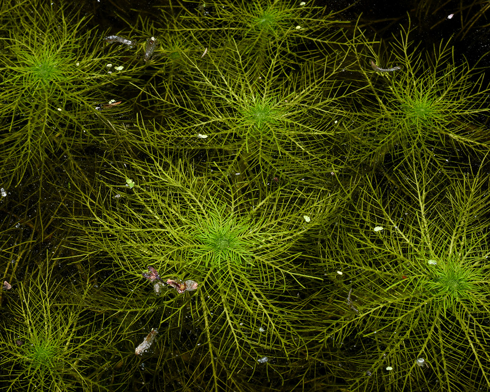 Hottonia inflata