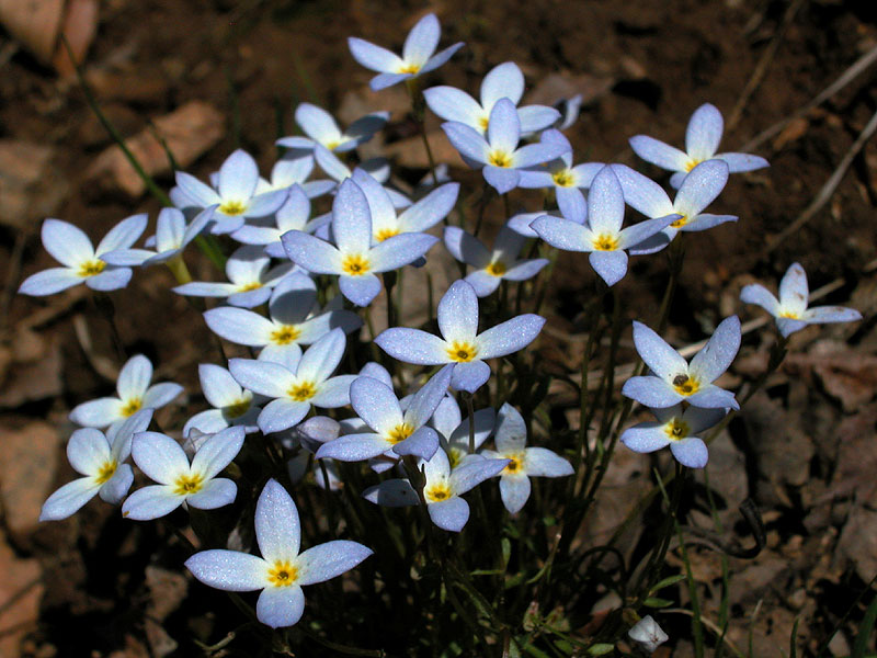 Houstonia caerulea