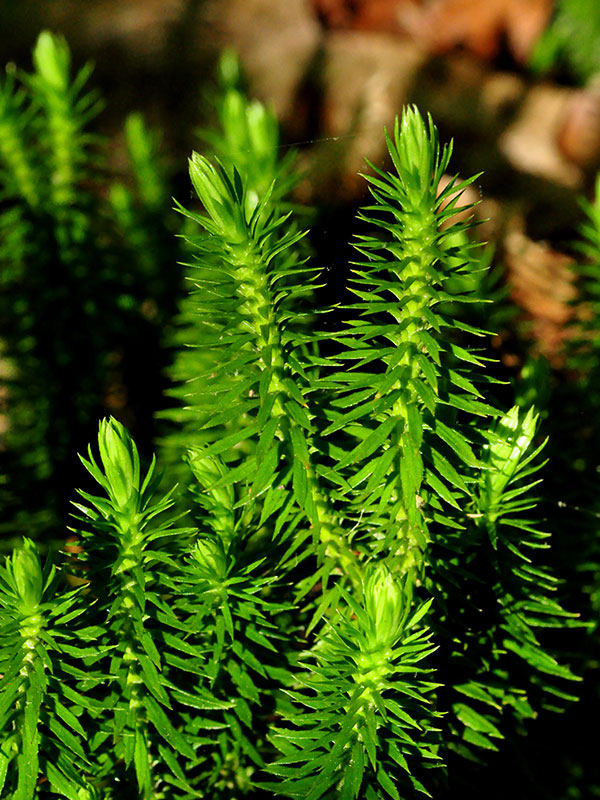 Shining Clubmoss