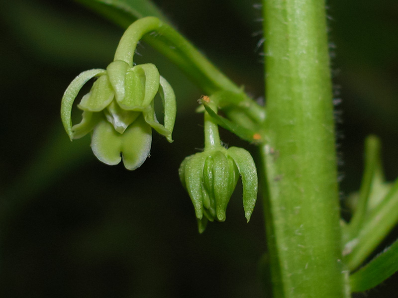 Hybanthus concolor