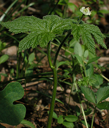 Hydrastis canadensis Hydrastis canadensis