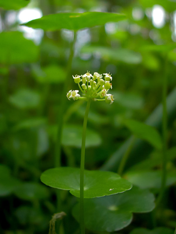 Hydrocotyle umbellata