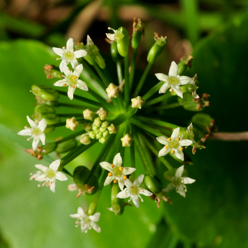 Hydrocotyle umbellata