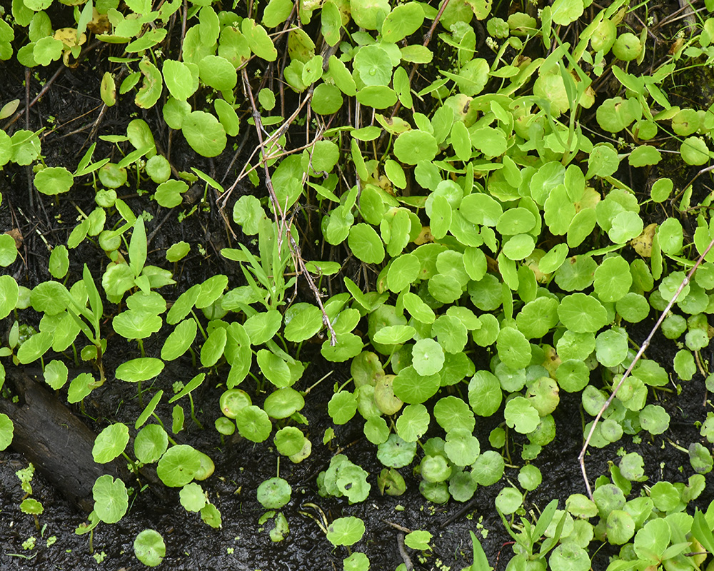 Hydrocotyle umbellata