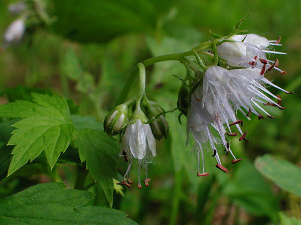 Hydrophyllum virginianum