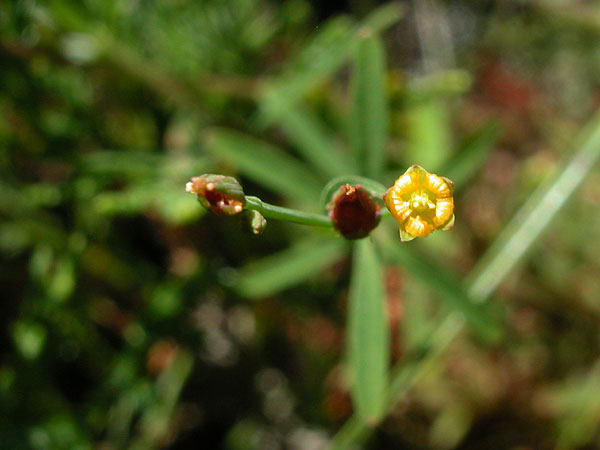 Hypericum canadense