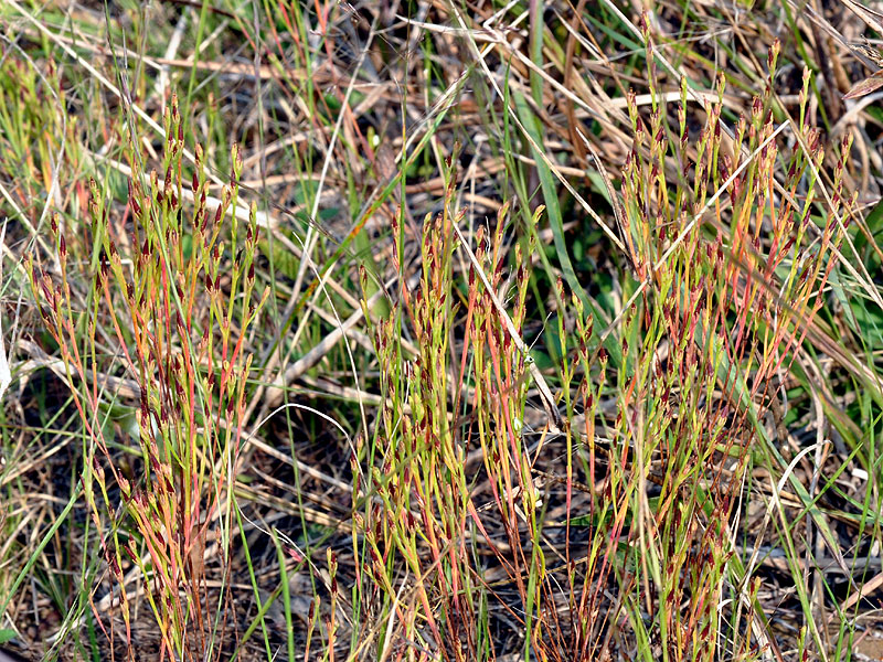 <i>Hypericum gentianoides</i>