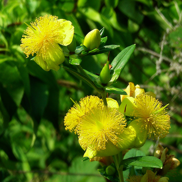 Hypericum prolificum