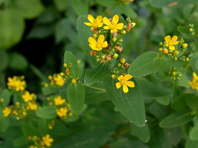 Hypericum punctatum