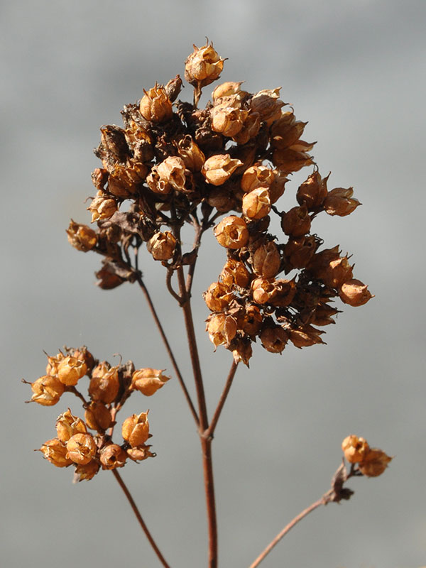 Hypericum punctatum