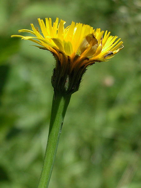 Hypochaeris radicata