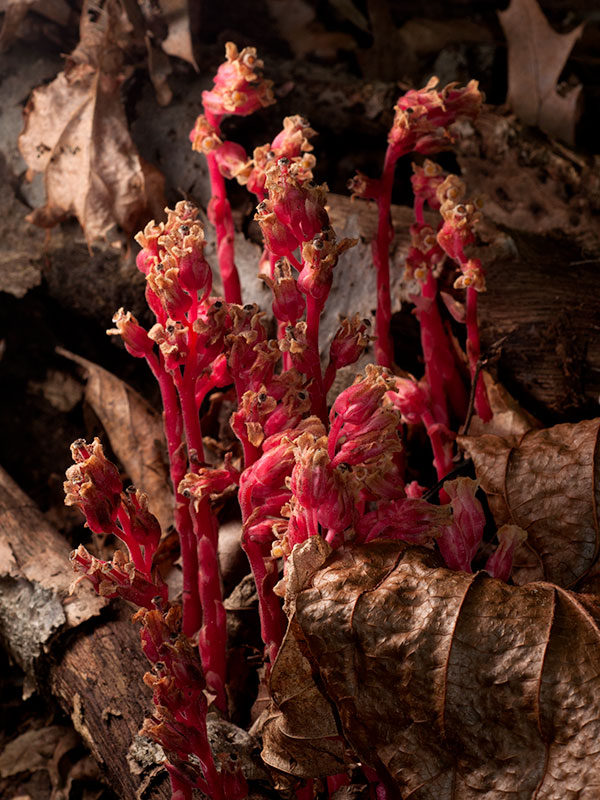 Red Pinesap