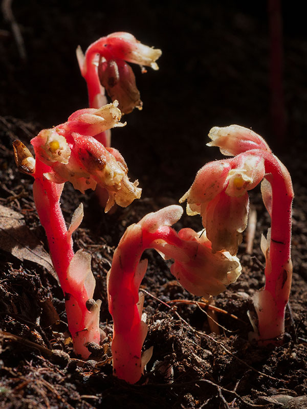 American Pinesap