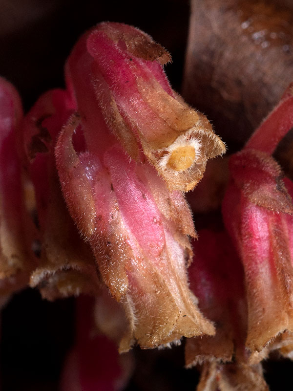 American Pinesap
