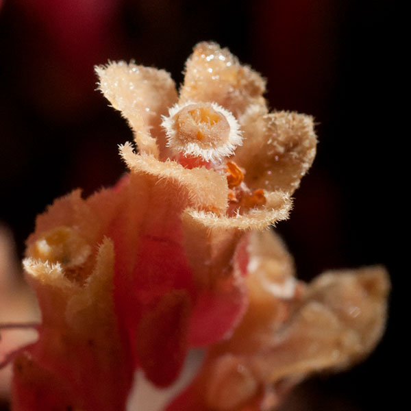 American Pinesap