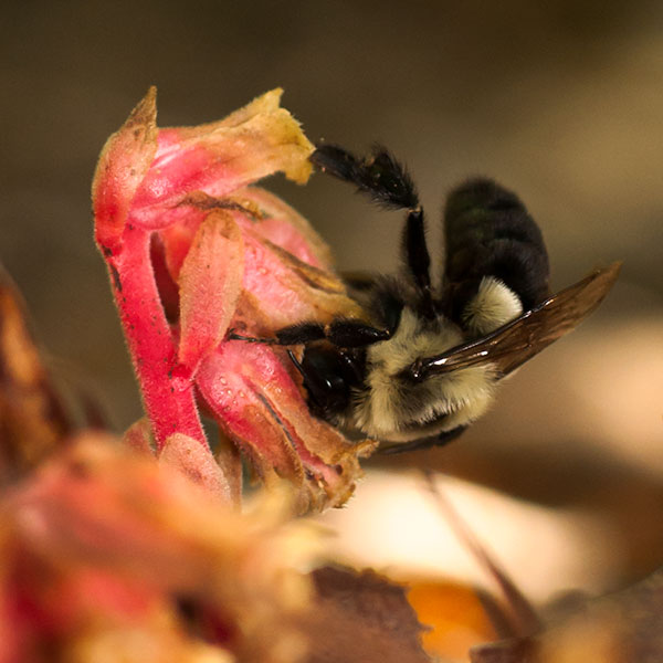 American Pinesap