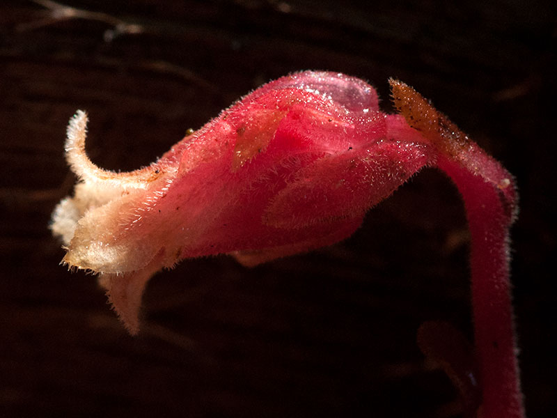 American Pinesap